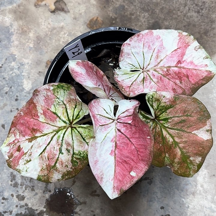 29-0210彩叶芋广东现货