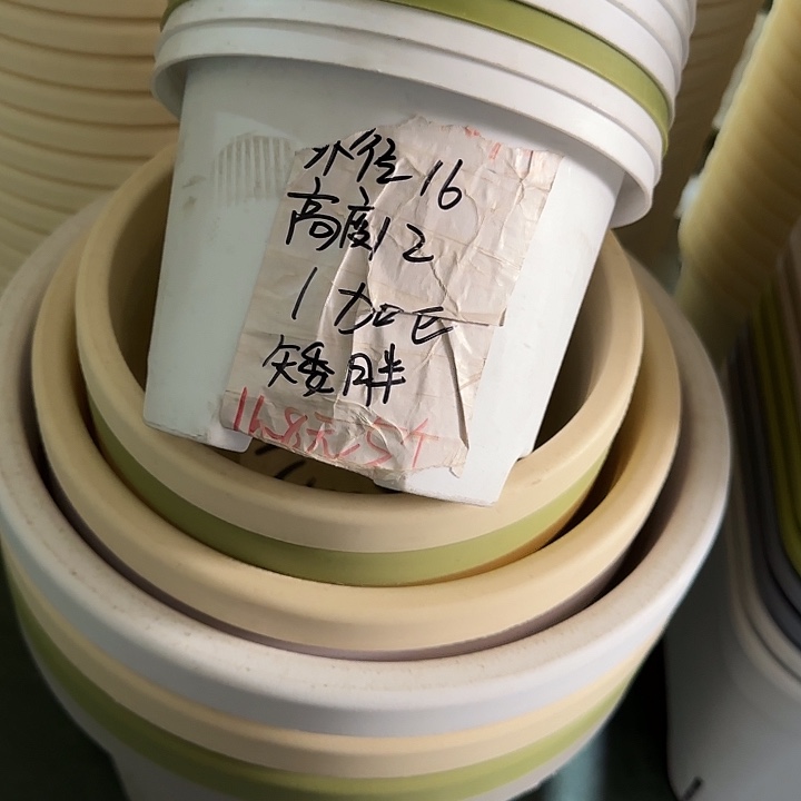球根1#口径16无托米黄10个