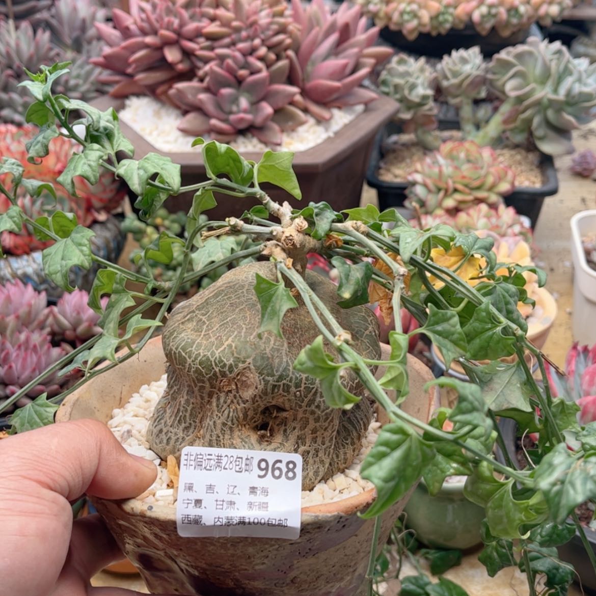 【闪购商品】968睡布袋