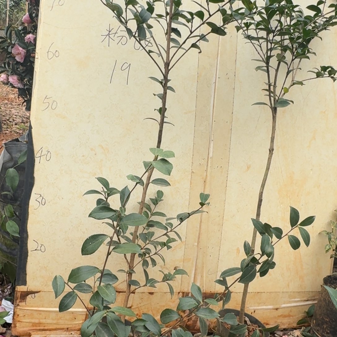 完全开放英八茶梅2颗