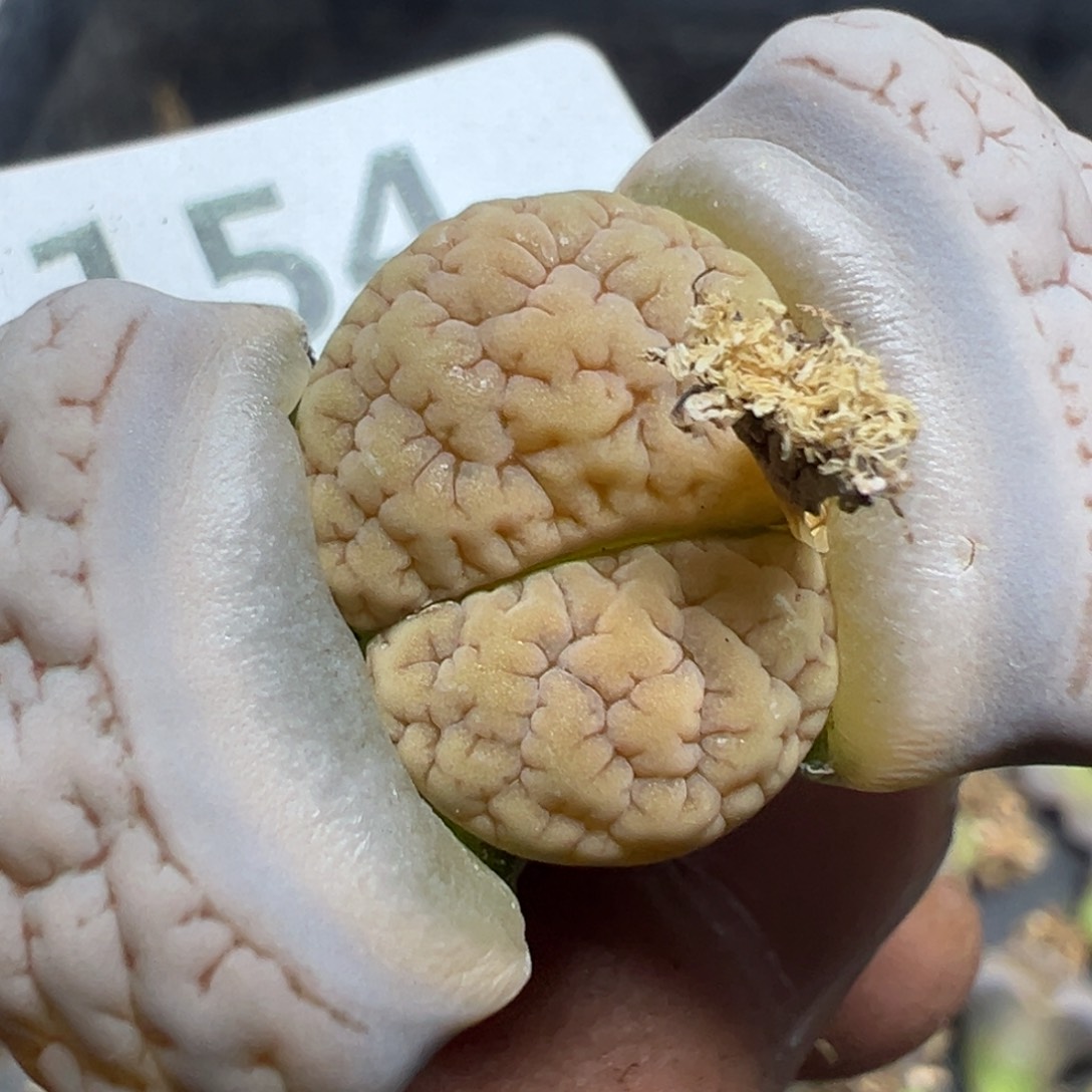 【闪购商品】154。     