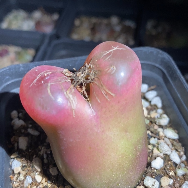 17302一个一个一个