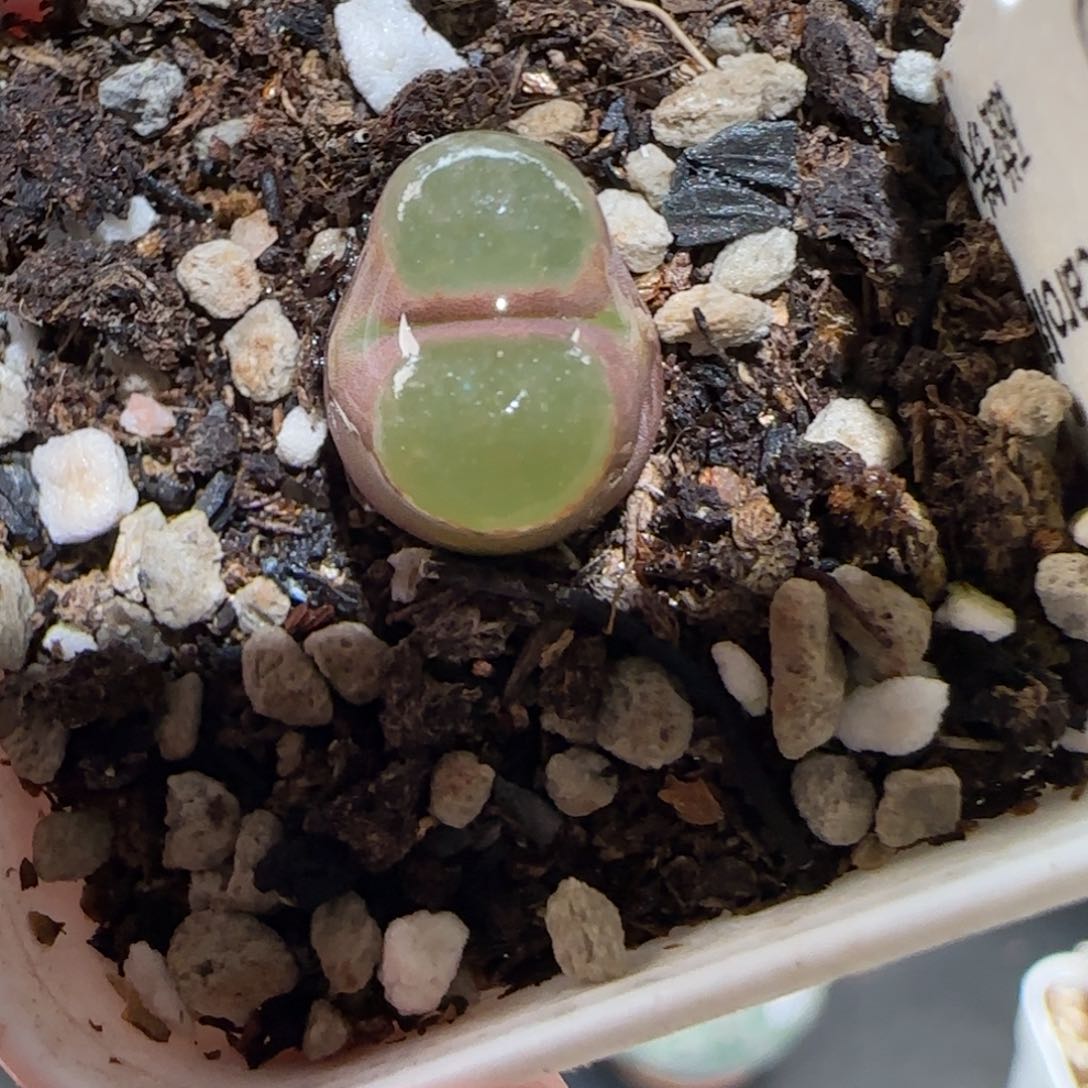 肉锥多肉植物百科-磁铁701