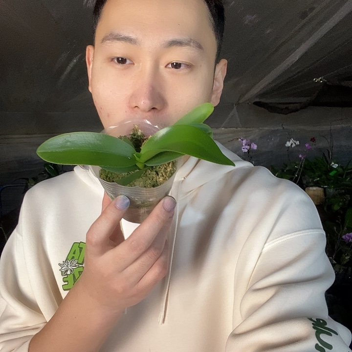 无花朵梦幻女郎苗