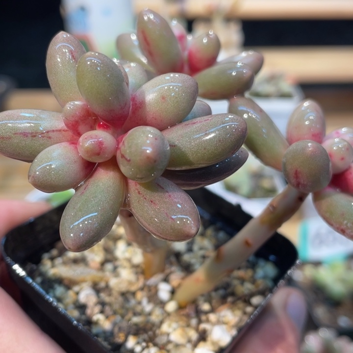 桃花奶638号的多肉啊啊