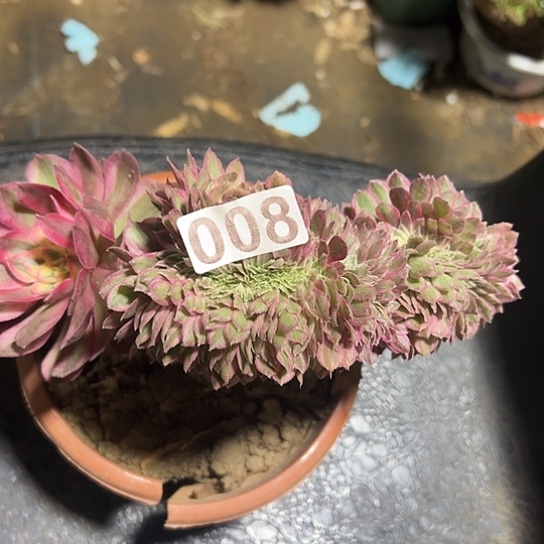 l***澜多肉植物一个倾城008