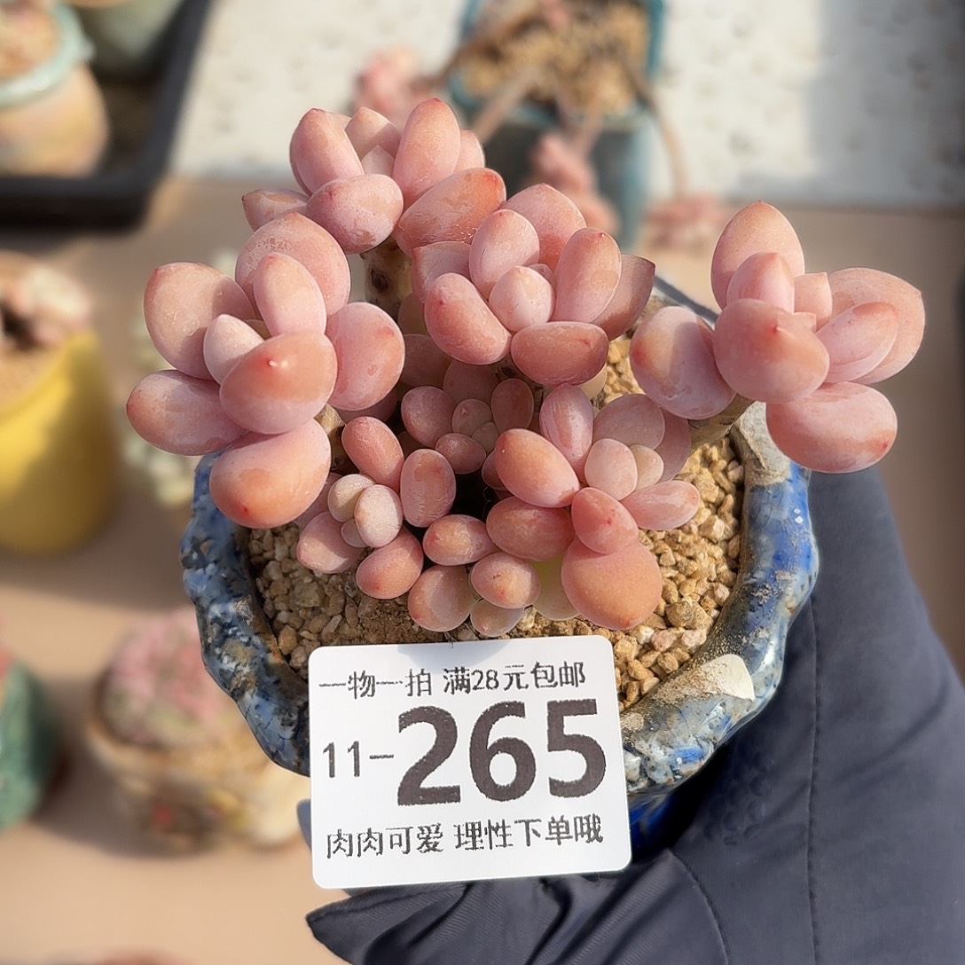 樱花洛神无盆土发的发的