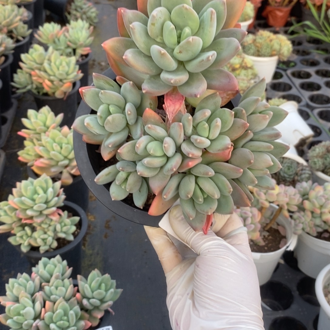 4356海洋之心一物一拍