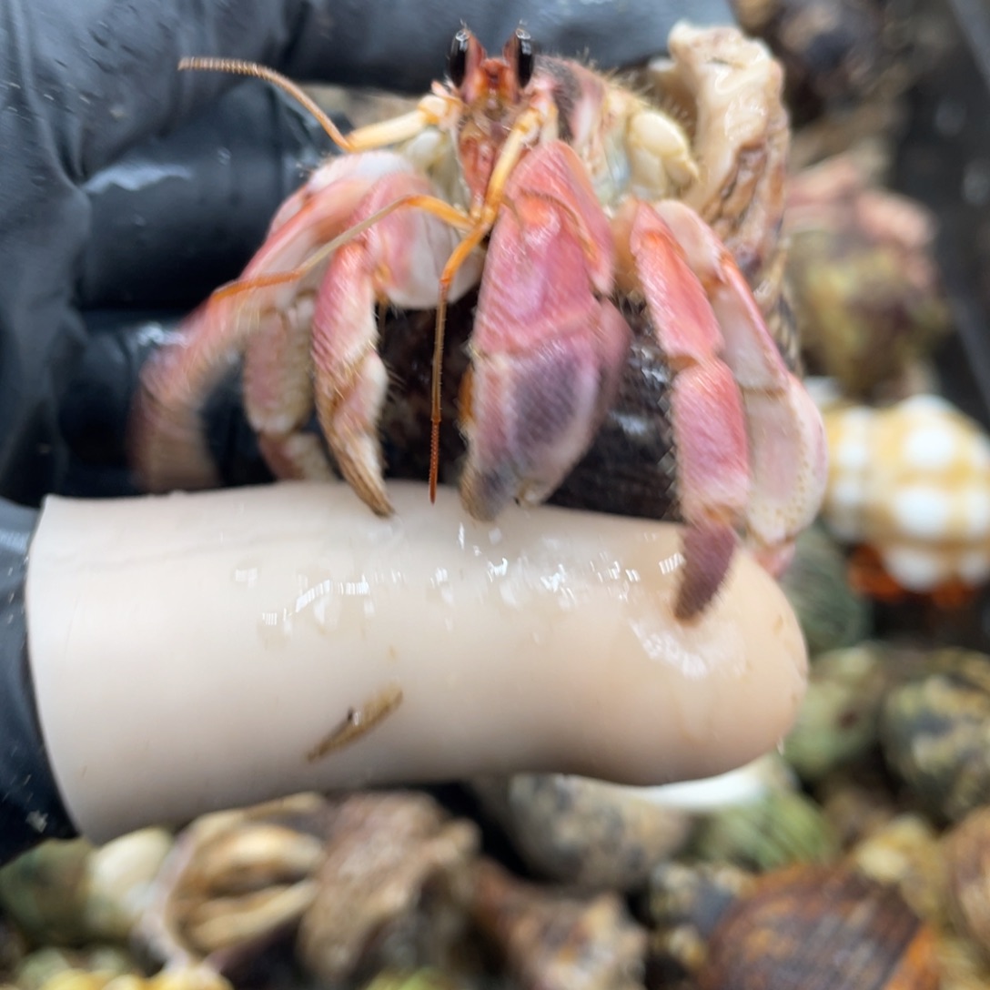 不退不换活体宠物63