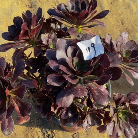 圆叶丛林多肉植物119多肉@