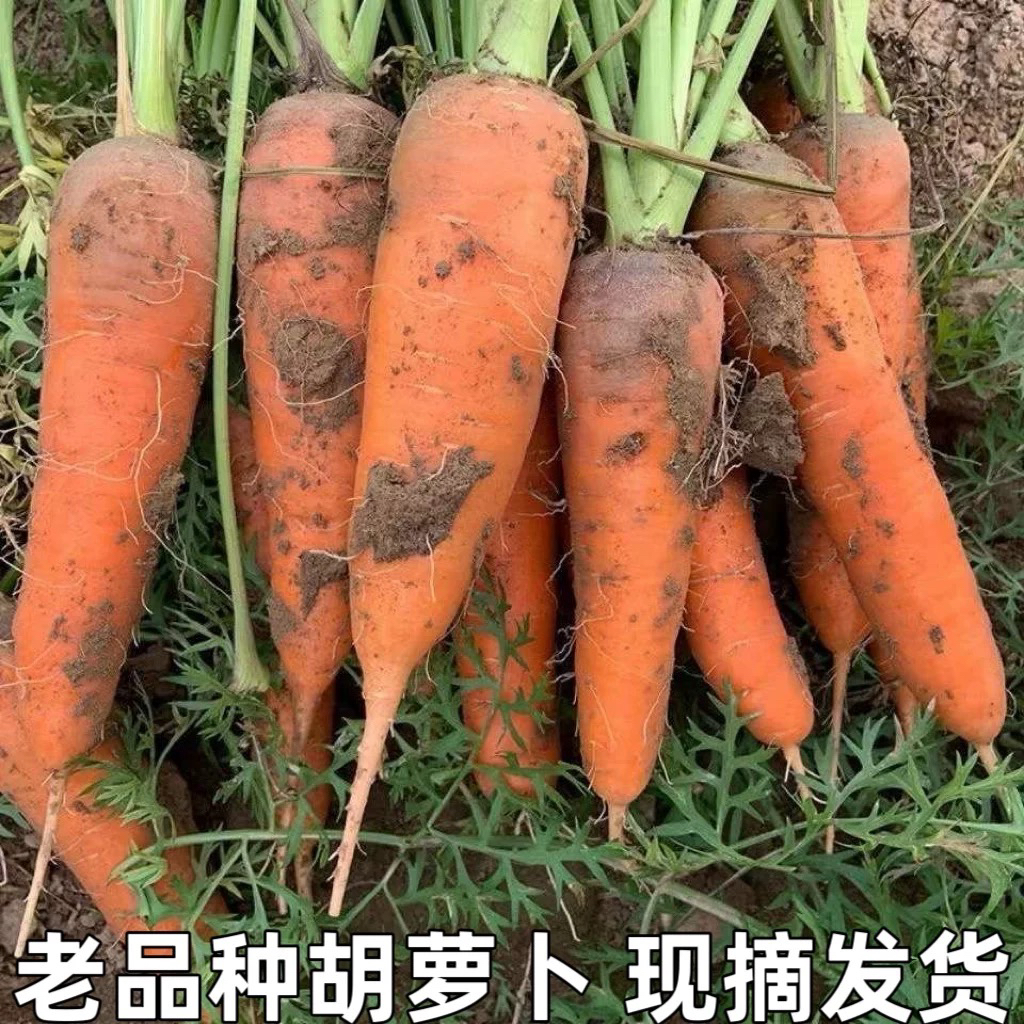 农家自种胡罗卜 清甜爽口