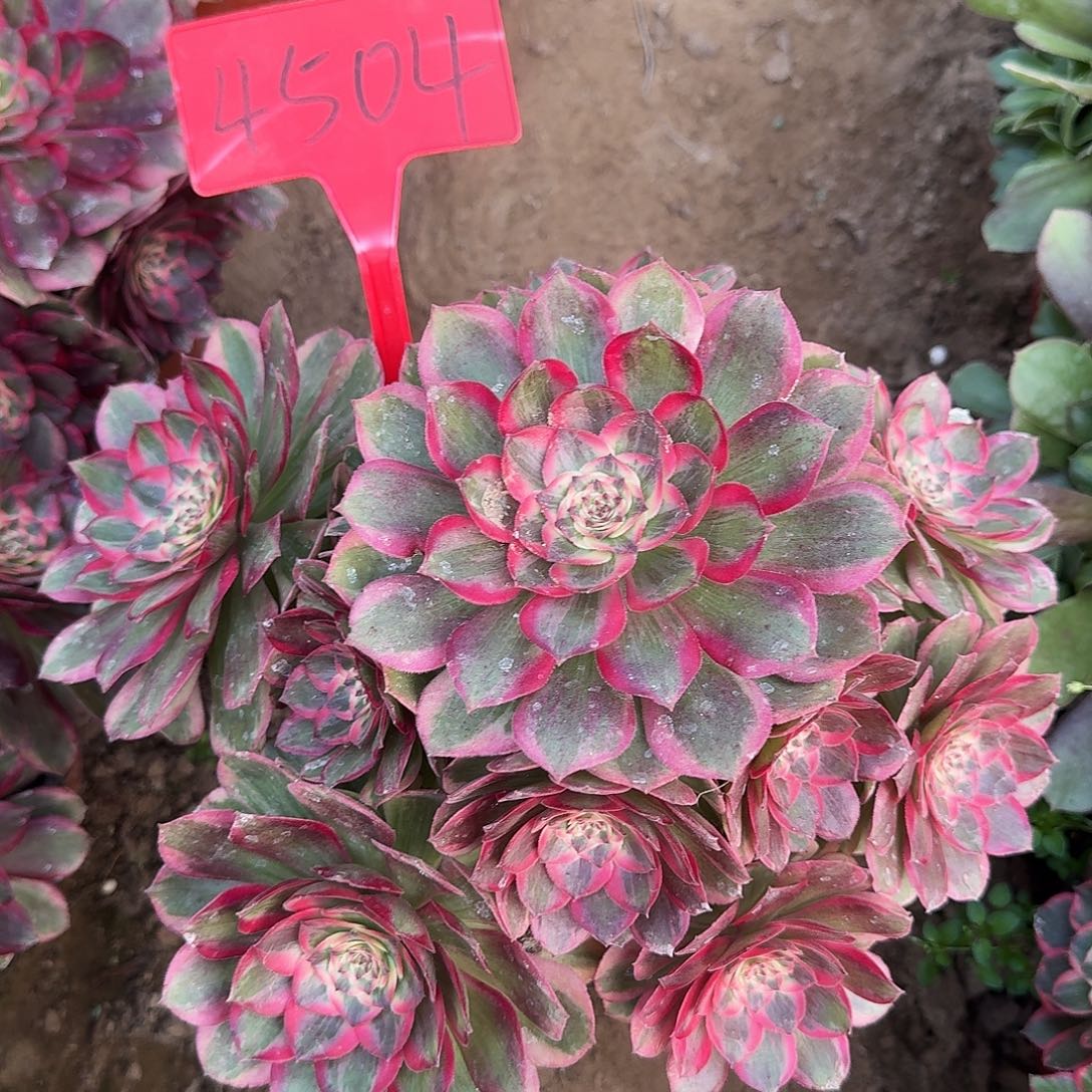 4504云荷多肉法师