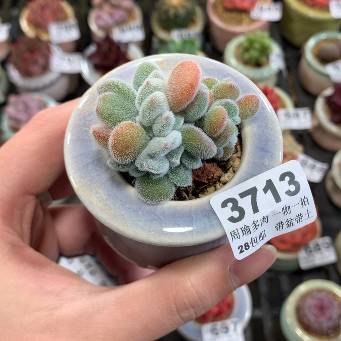 5厘米盆精控多肉3713