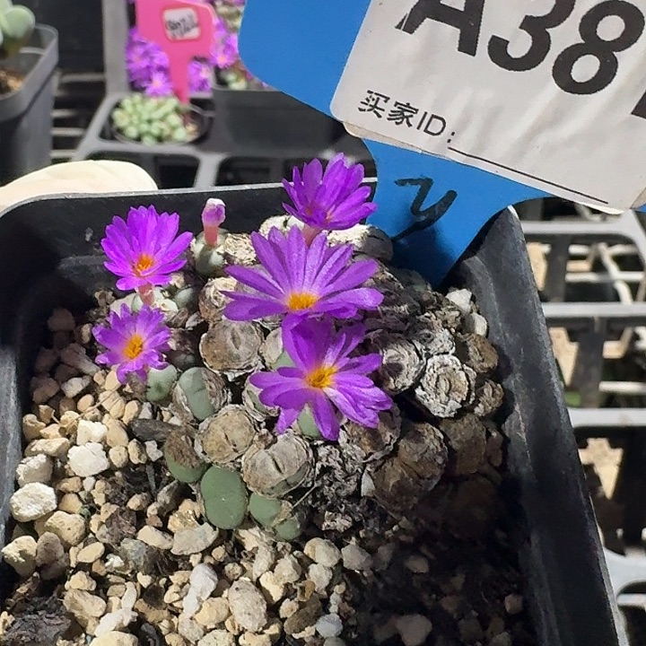 密密麻麻密密麻麻381