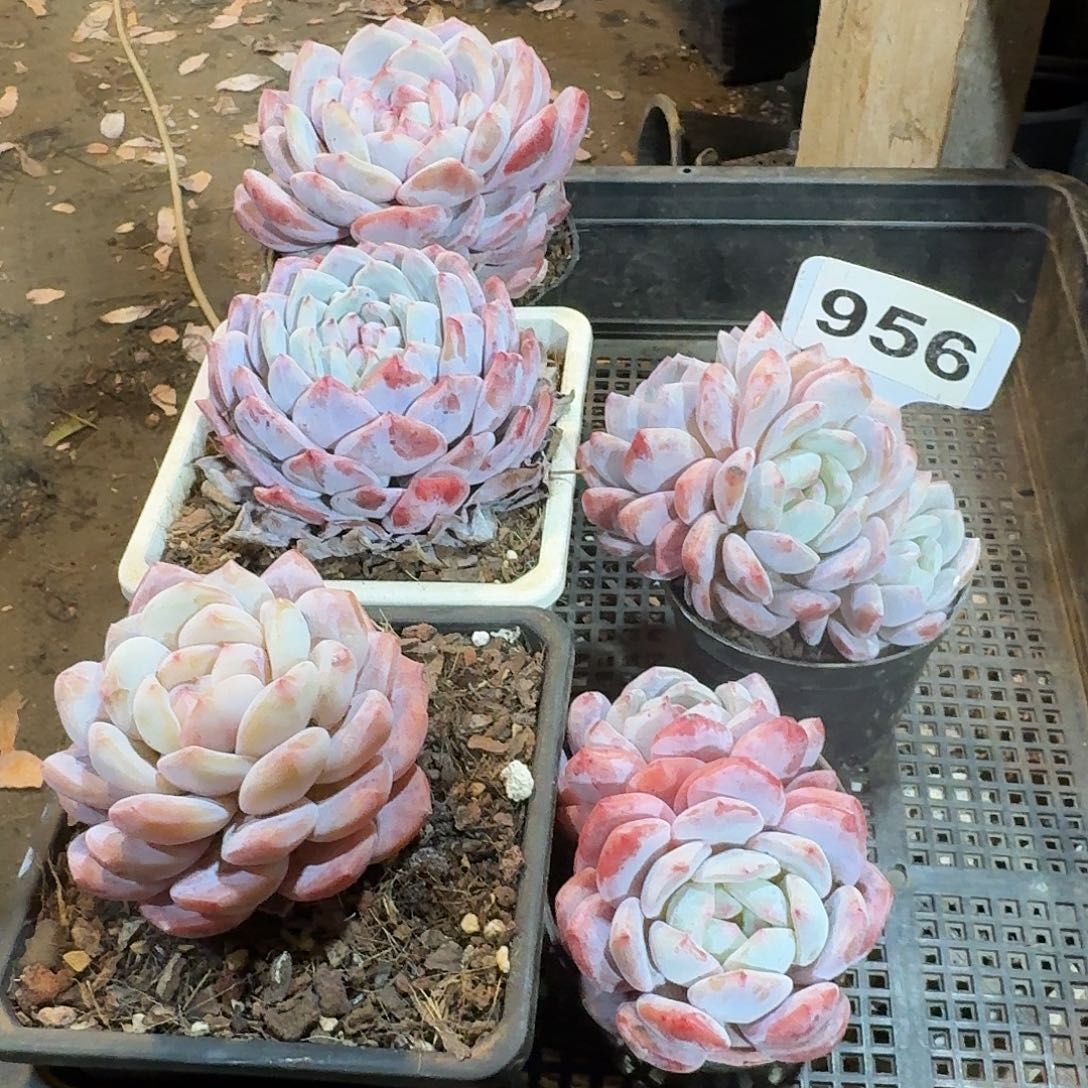 安***¹956五颗橙子123456789