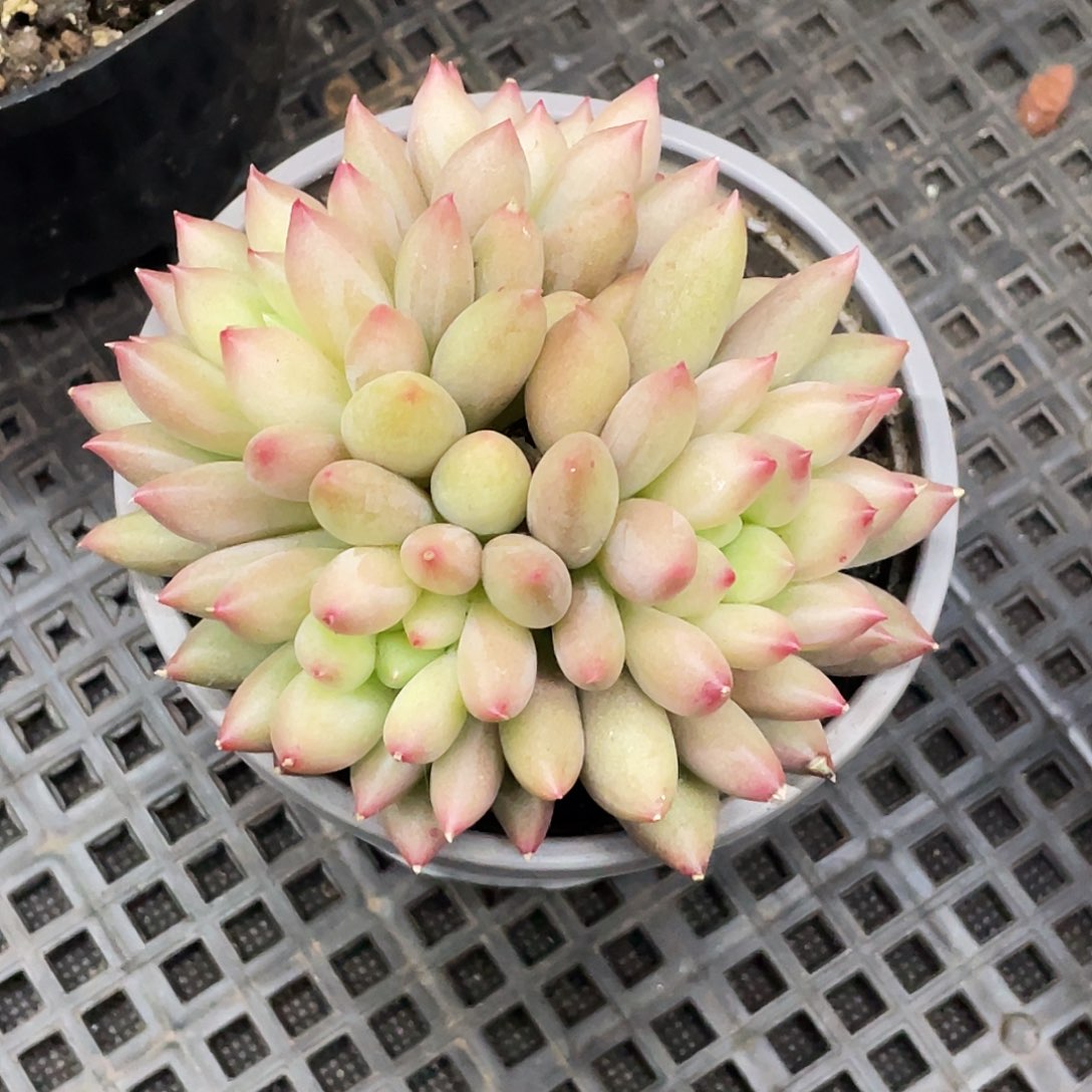 整桩无砍四头小岩子一颗