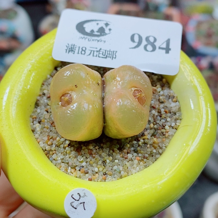 生石花花哈哈哈哈984