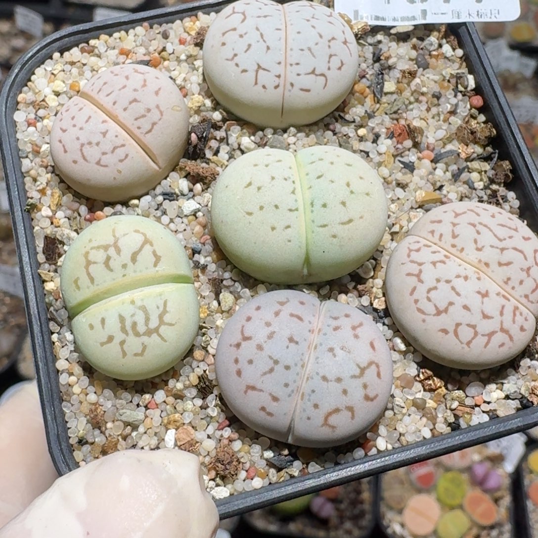 Zzz生石花肉锥1579