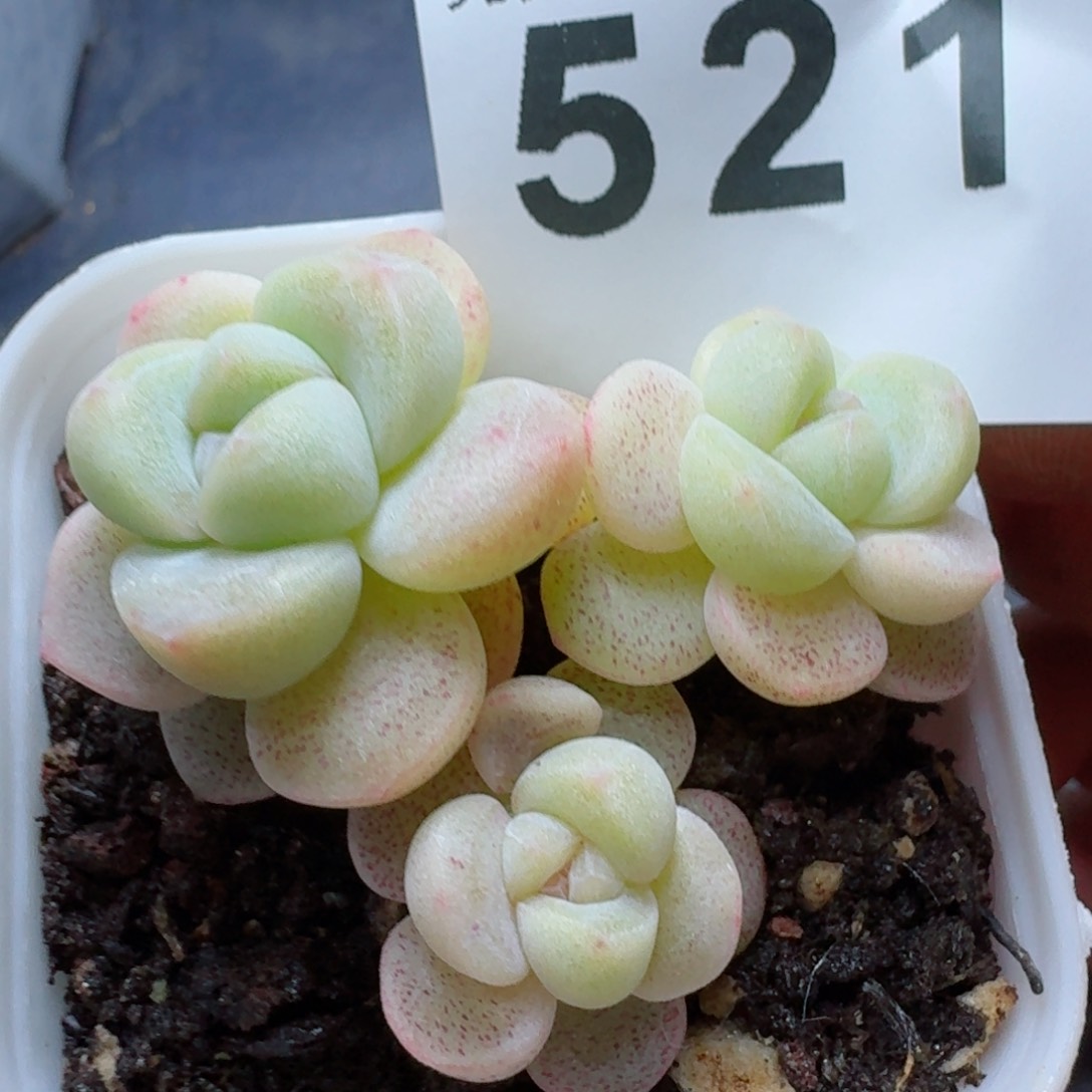 樱花冰玉         多肉植物