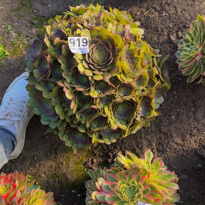 万圣节花27-12包邮花花