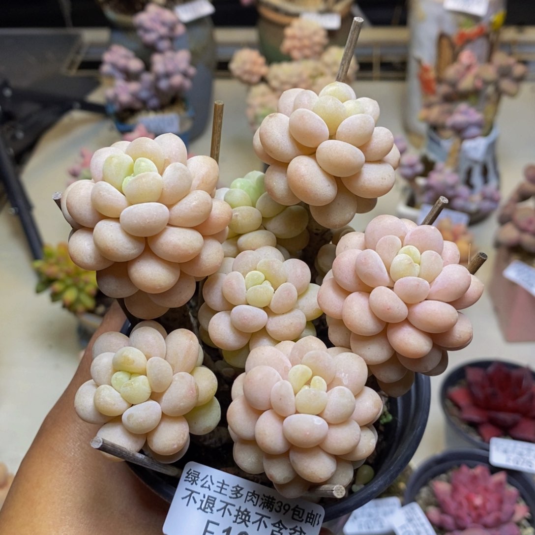 102洛可可多肉9c m