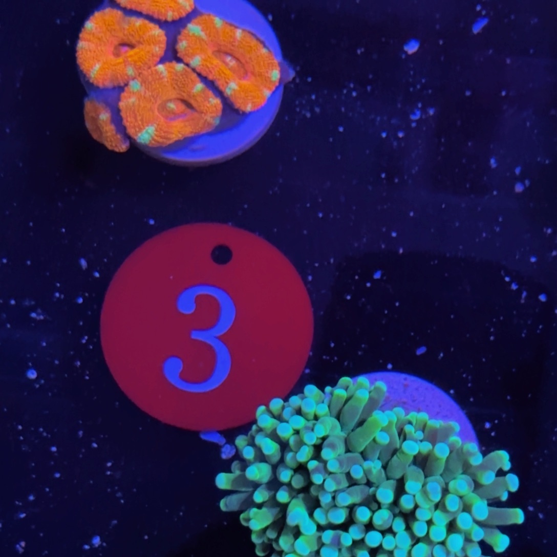 万鱼来朝海水观赏