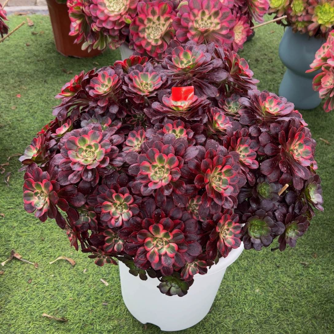 92炖肉植物发货丽娜朵朵