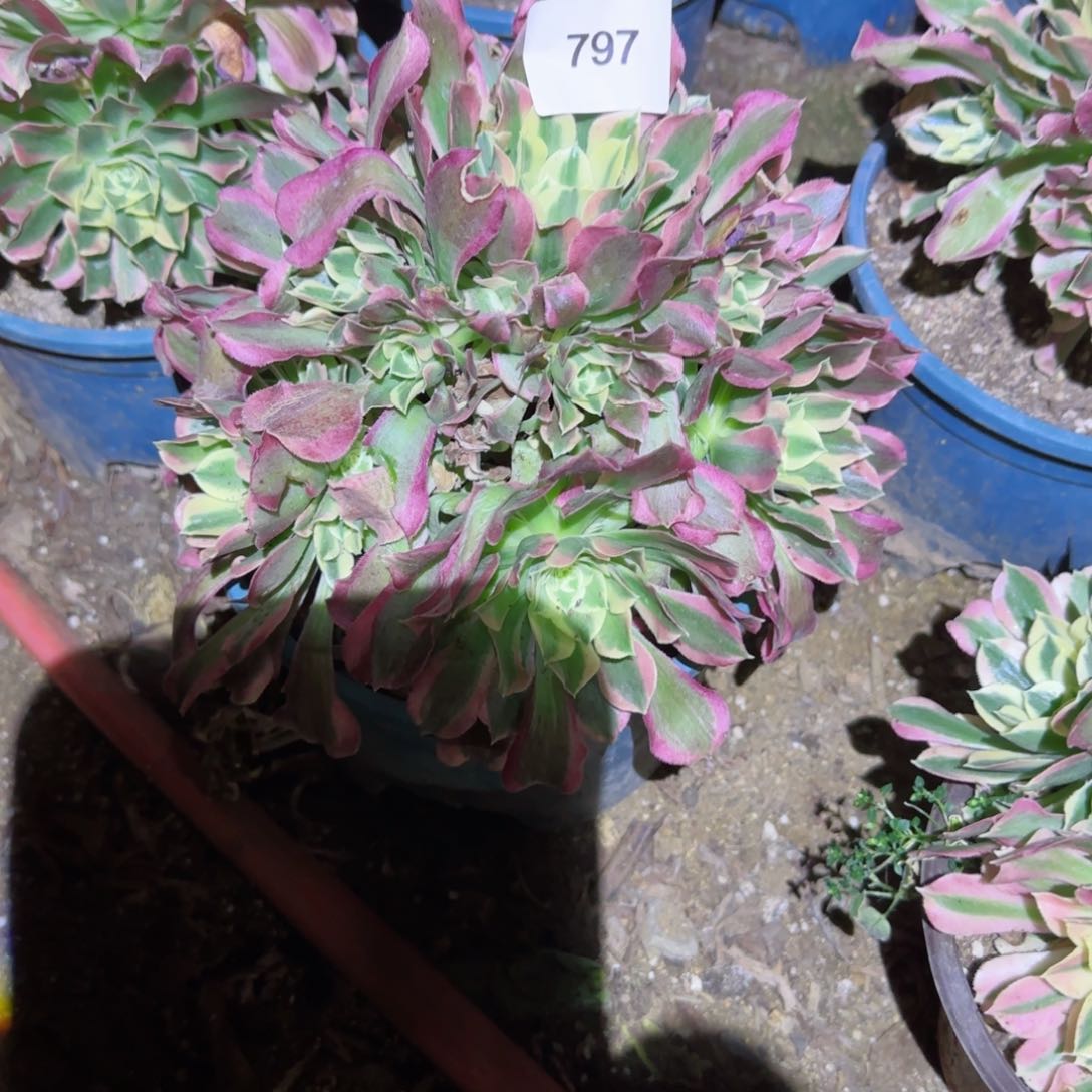 白凤法师多肉797