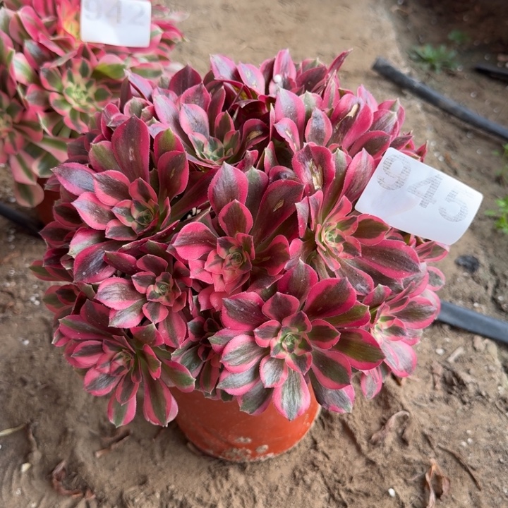 粉女郎多肉945号法师多肉