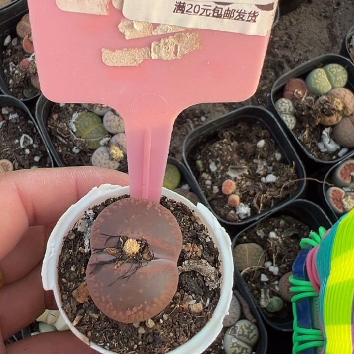 生石花小苗一物一拍620