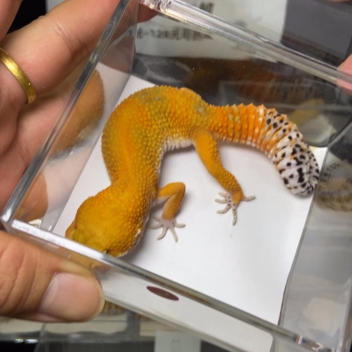 豹纹守宫2号直播间挑选