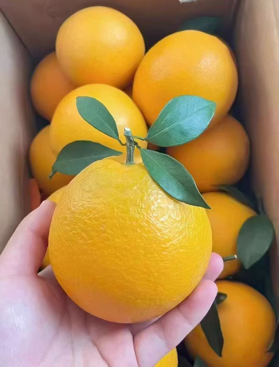 新鲜纽荷尔脐橙当季现摘甜橙孕妇应季水果整箱榨汁橙