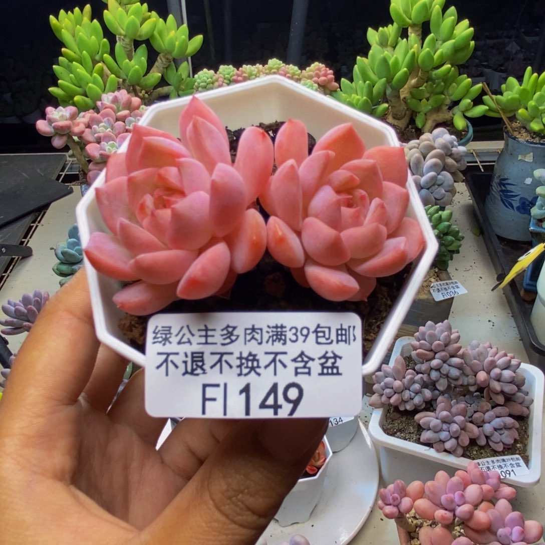 149冰魄多肉肉5c m