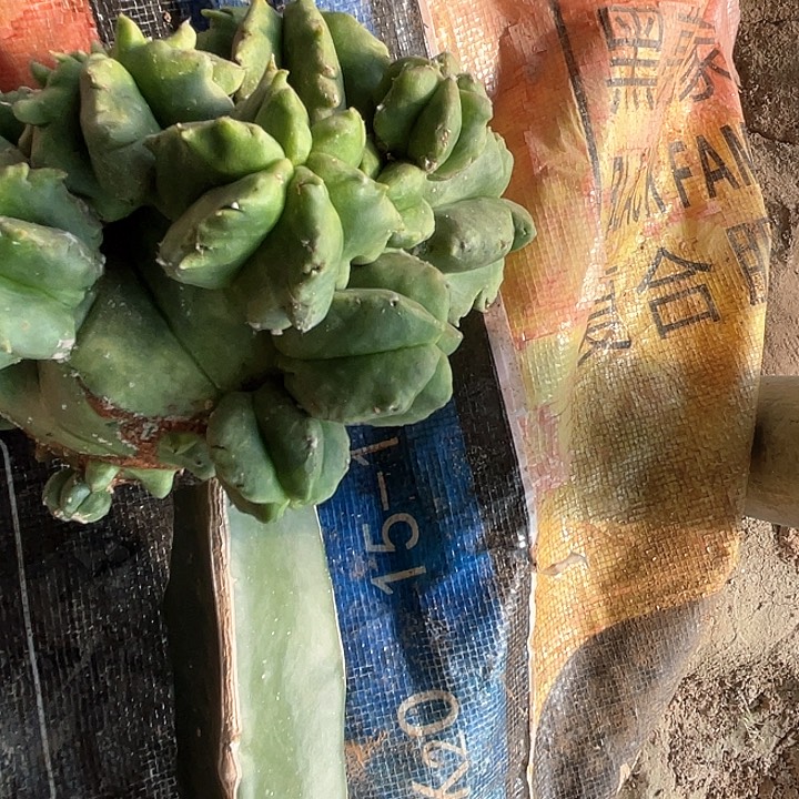 完全开放马***姐鸾凤玉，1