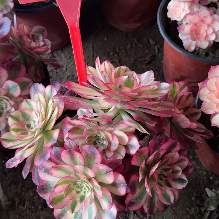 2-5倾城多肉法师