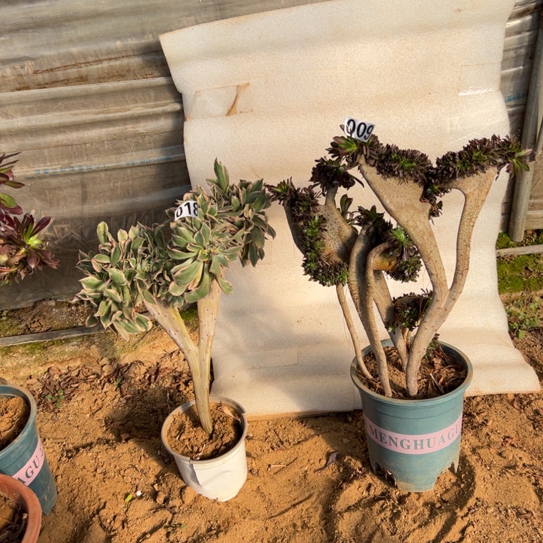 两颗018.009黑缀，灿烂高度37厘米