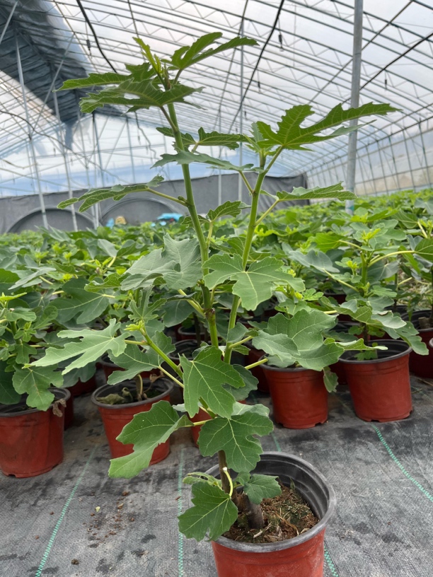 福利波姬红芭劳奈带果发货