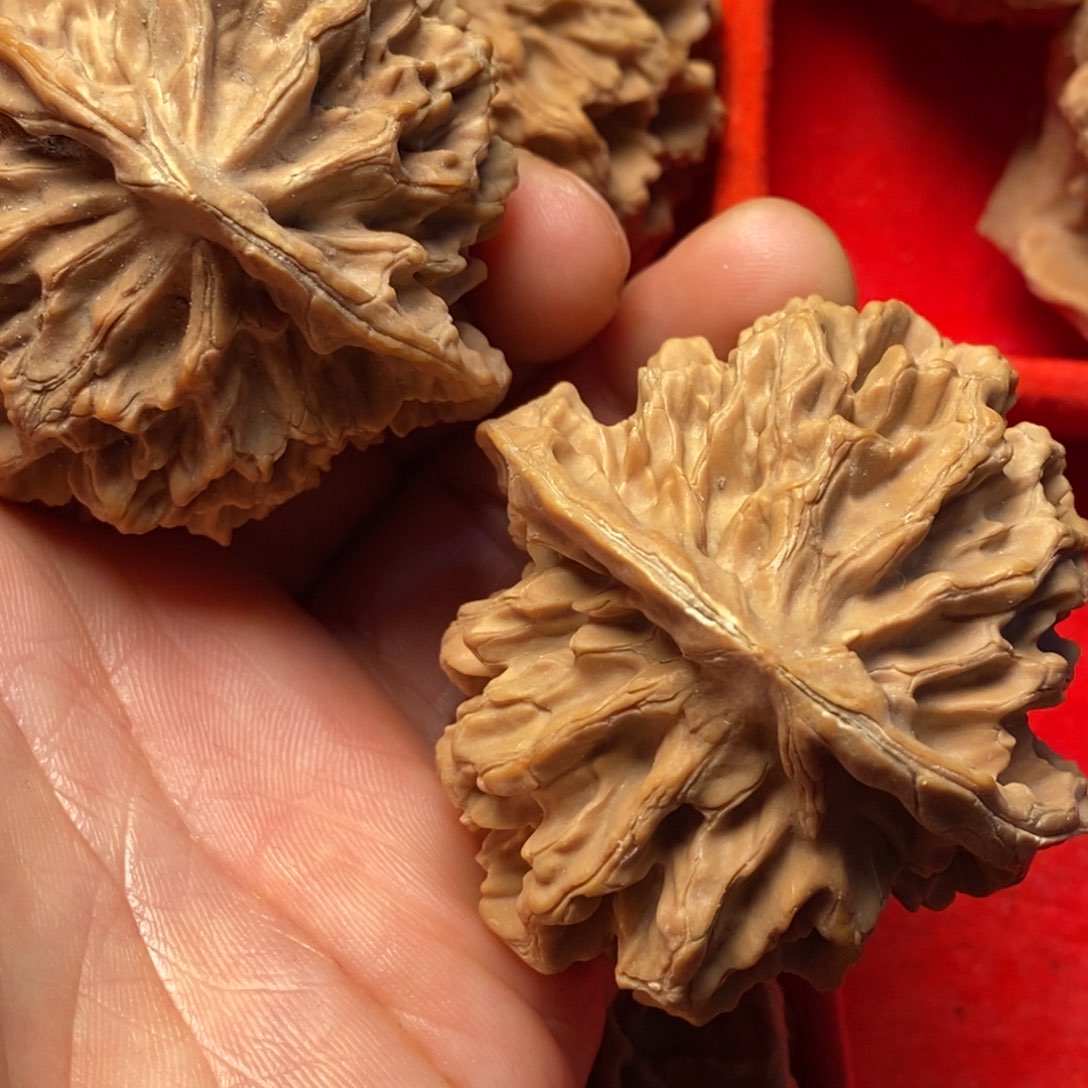 文玩核桃把件秦岭野生动物园