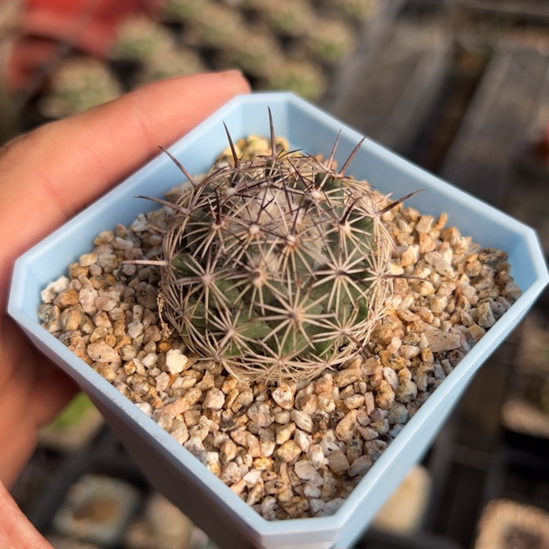 实生顶花 脱土发货 