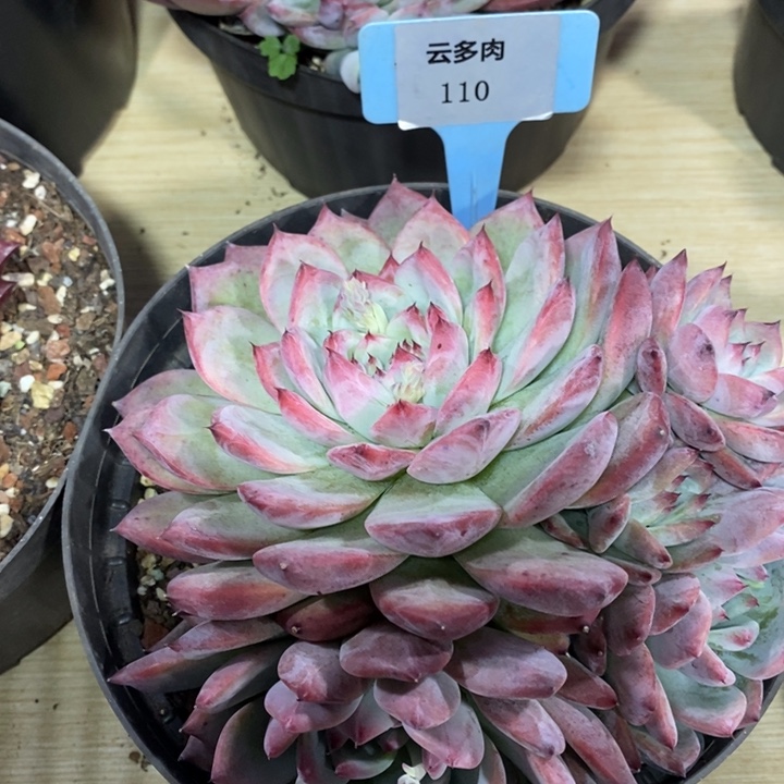 D110- 直播福利 原始卡罗拉