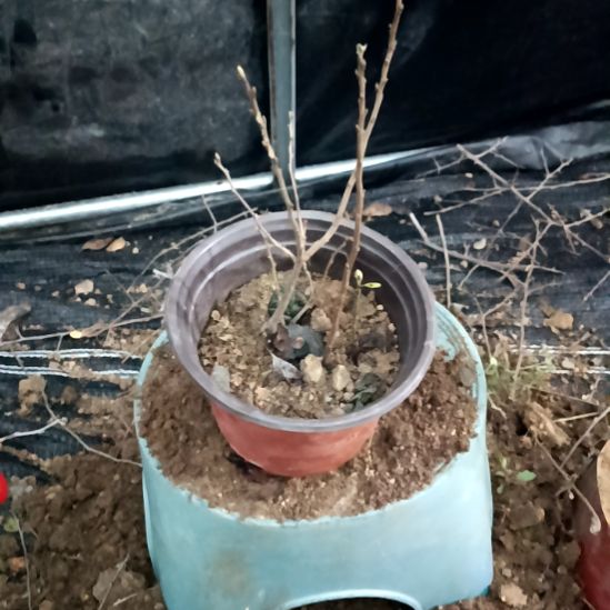 无花朵小山鸡根培苗