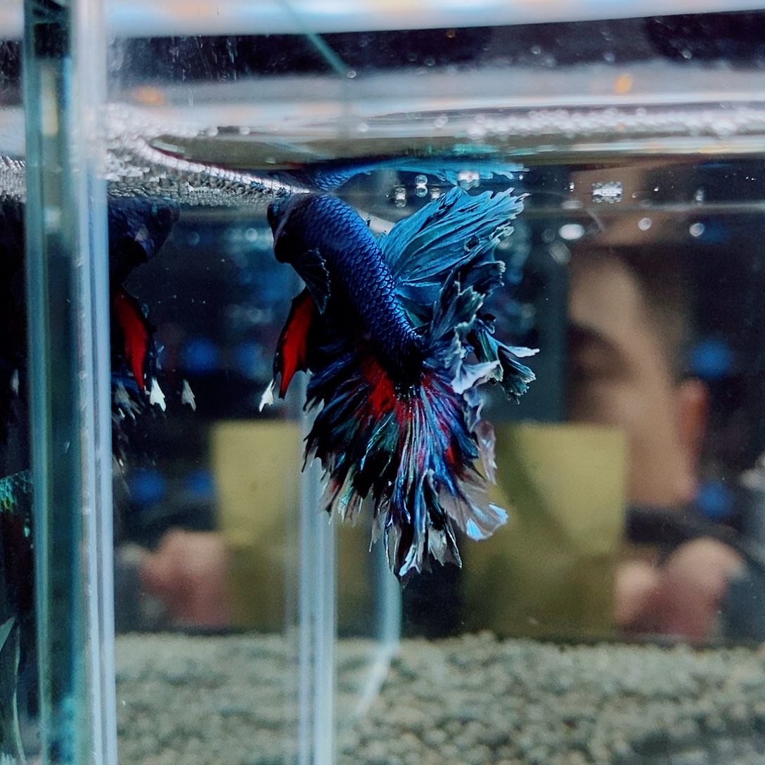 杨***涛黑308号绣球aaaa 