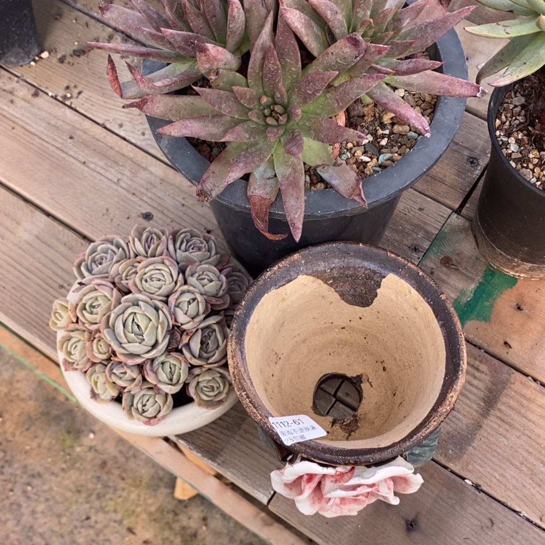 霓****61号福利啦啦啦啦