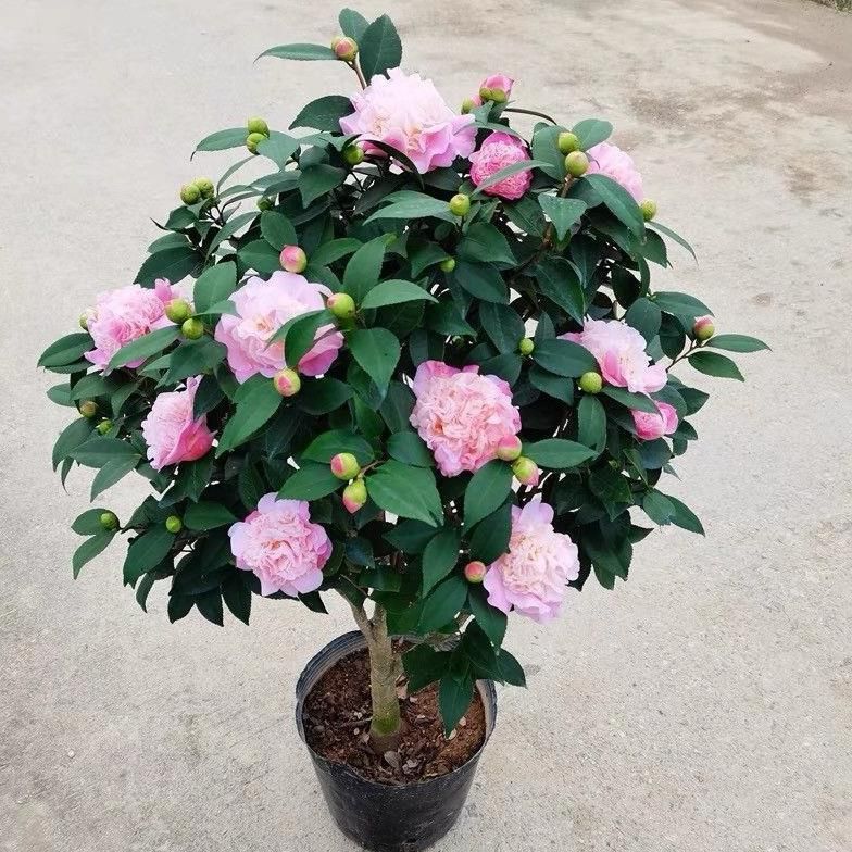 浓香型香妃山茶花盆栽耐寒好养带花苞室内外阳台庭院四季绿植