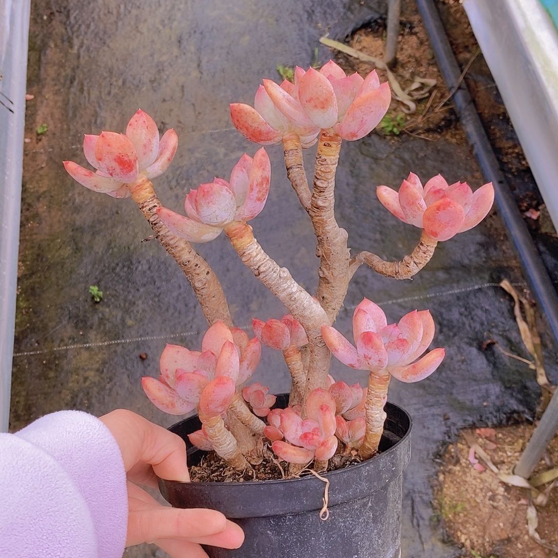 719多肉植物老桩