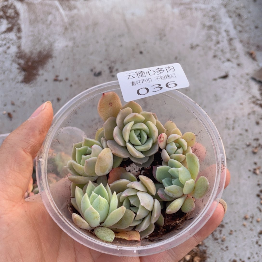 云糖心多肉植物36