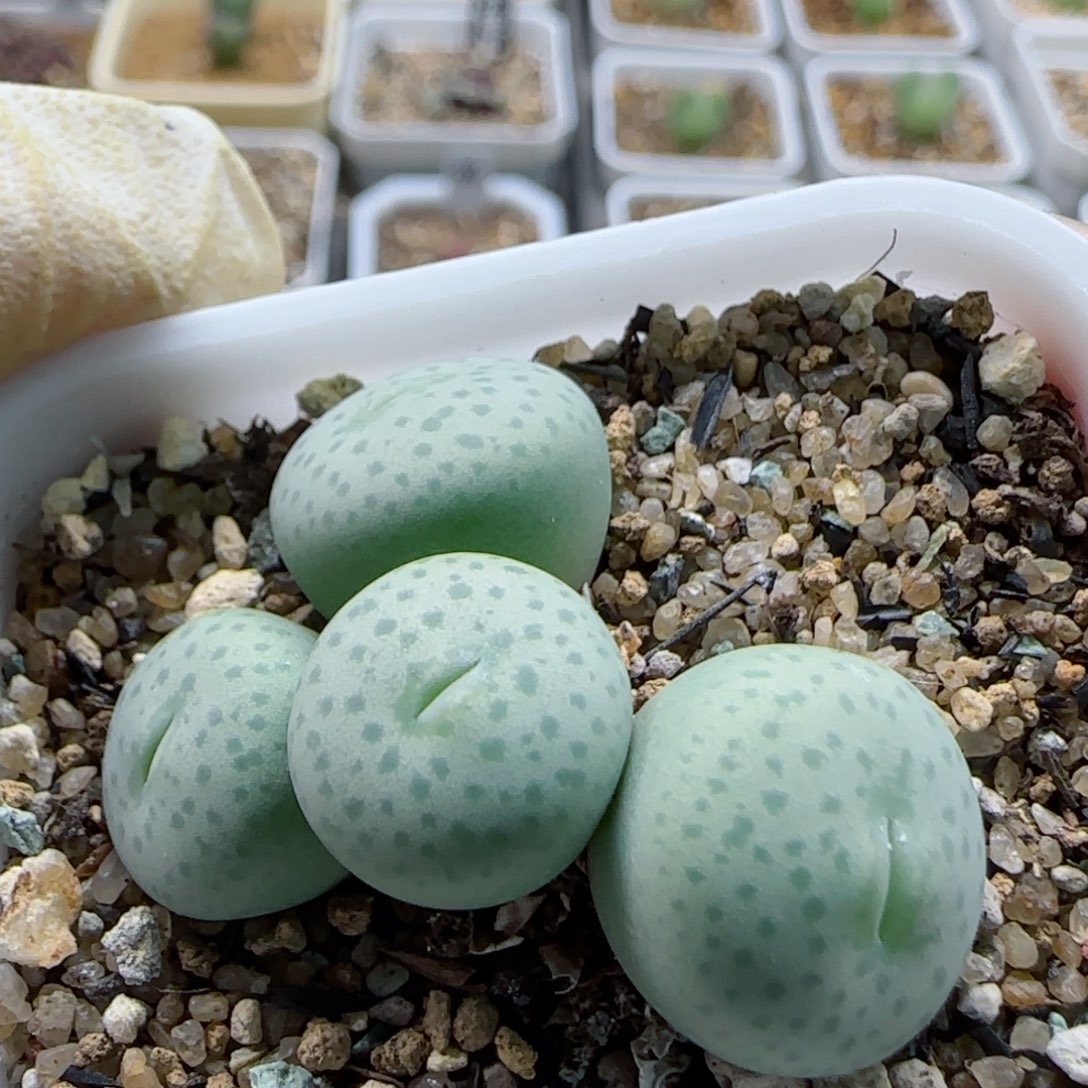 1-14-6-4特选奶油超大1.5cm多肉脱土