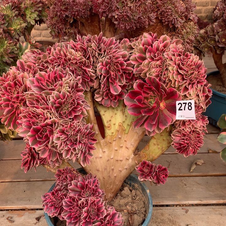 278粉女巫缀多肉法师