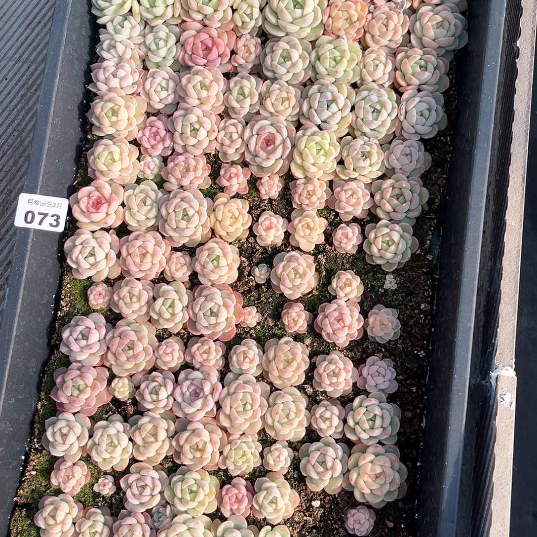 阿雅园艺。    073