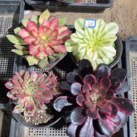 323多肉植物组合